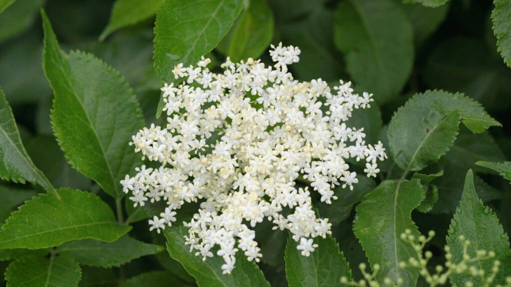 czarny-bez-w-ciazy-jakie-ma-zastosowanie-i-jakie-sa-przeciwwskazania