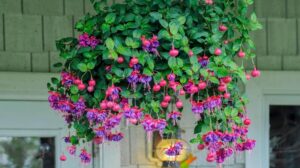 Fuksja – czym jest ten kolor i jakie ma zamienniki? Poznaj jego znaczenie!