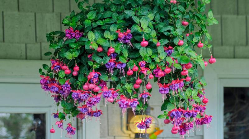 Fuksja – czym jest ten kolor i jakie ma zamienniki? Poznaj jego znaczenie!