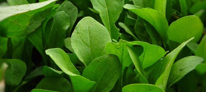 Właściwości odżywcze rukoli