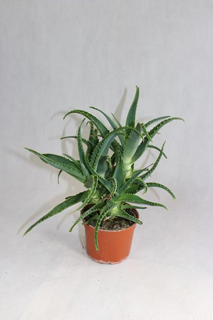 Bezpieczeństwo aloesu