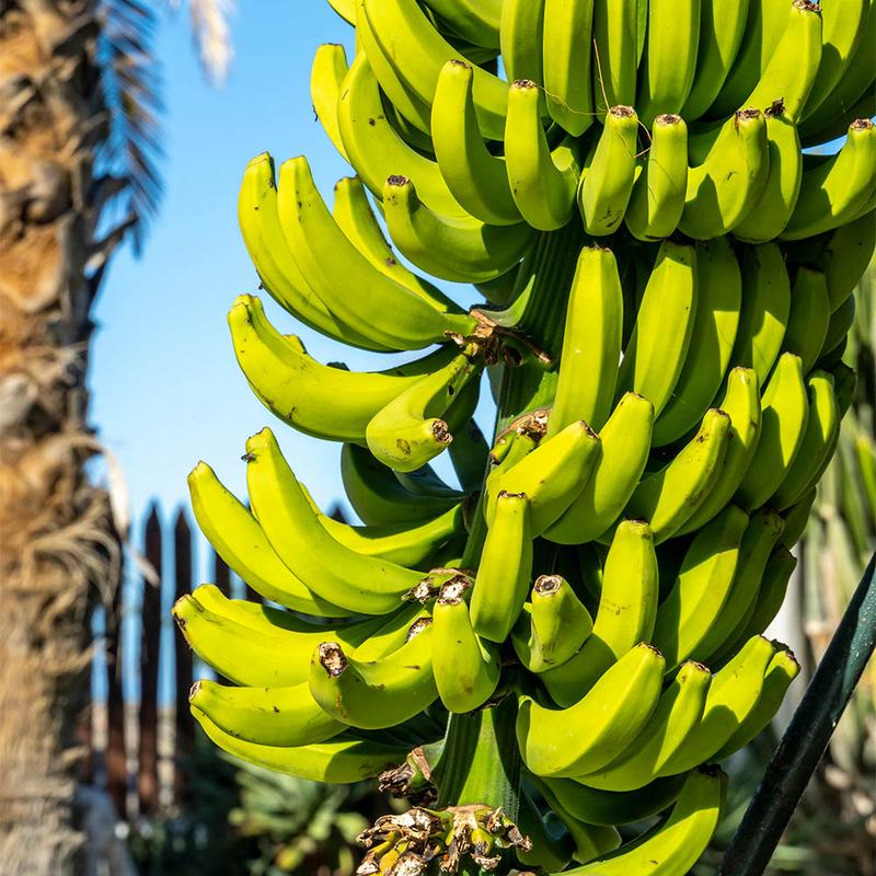 Alergie związane z bananami
