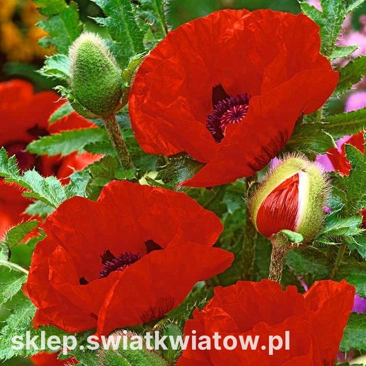 Alergie na mak u dzieci