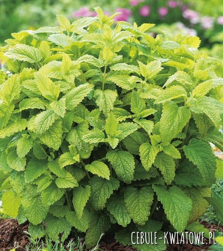 Bezpieczeństwo picia melisy