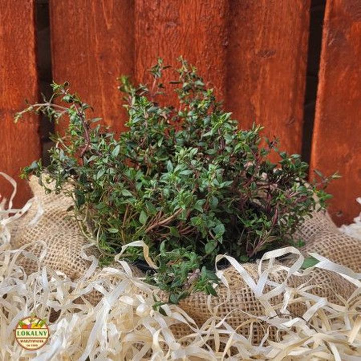 Bezpieczne przyprawy dla ciężarnych