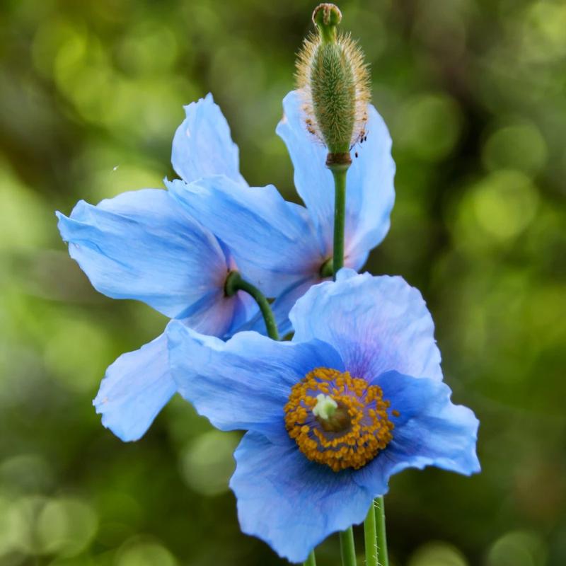 Korzyści zdrowotne maku