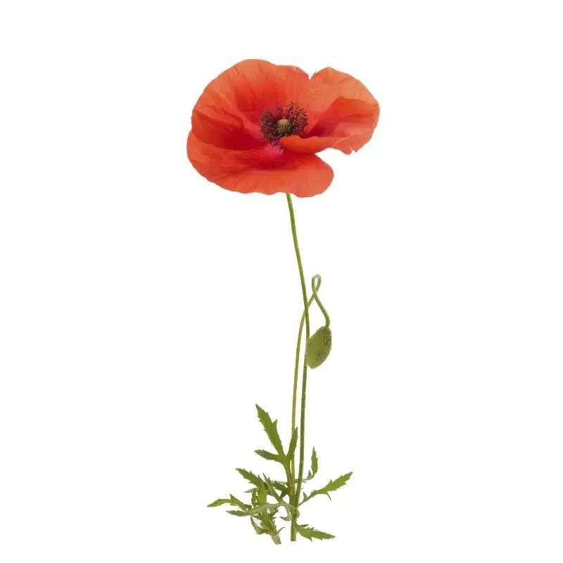 Porady żywieniowe dla rodziców