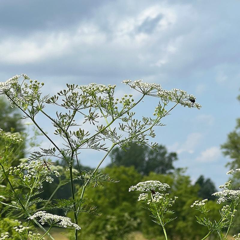 Psychologiczne konsekwencje rodziny