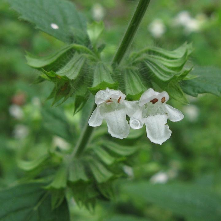 Zalety i wady melisy w ciąży