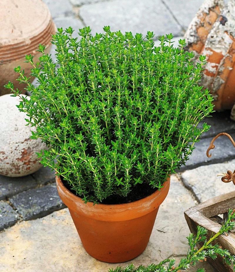 Zdrowie ciężarnych