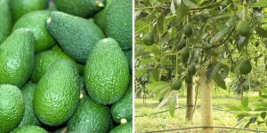 Awokado w ciąży – zdrowy przysmak czy lepiej go unikać?