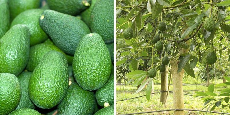 Awokado w ciąży – zdrowy przysmak czy lepiej go unikać?