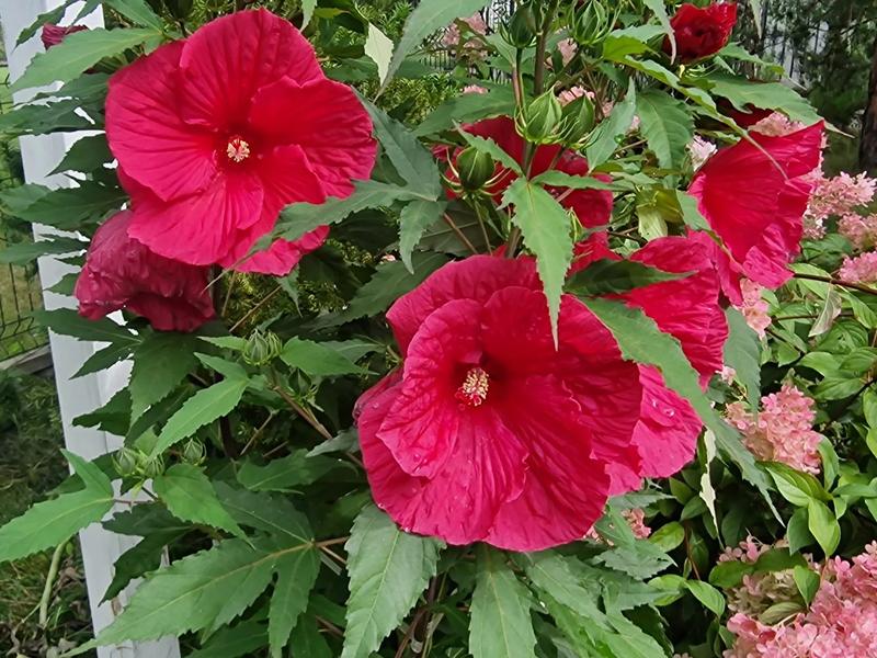 Bezpieczeństwo spożycia w ciąży