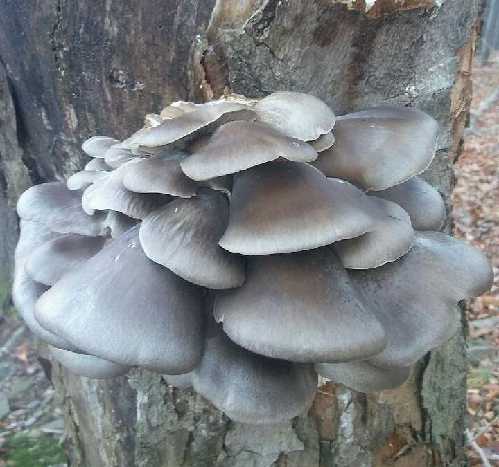 Boczniaki dla dzieci