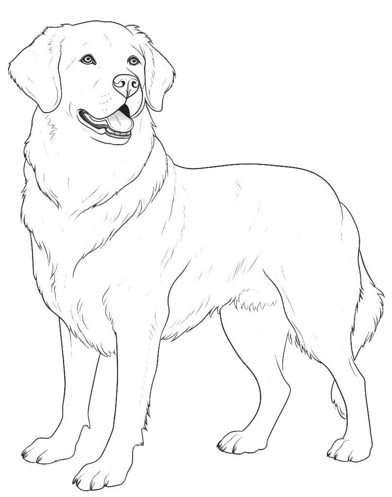 Rysowanie psa krok po kroku