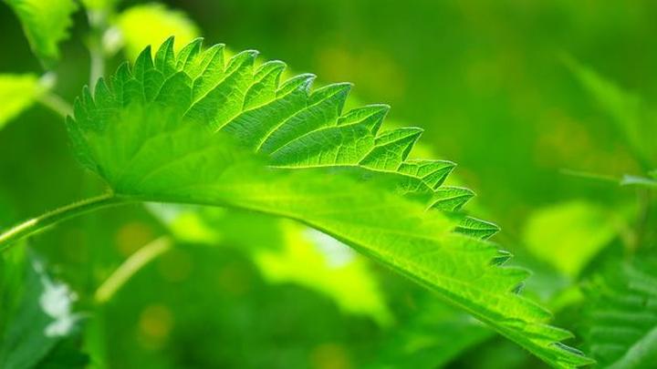 Bezpieczeństwo ziół w ciąży