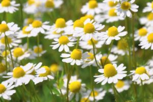 Rumianek a karmienie piersią – czy jest bezpieczny podczas laktacji?