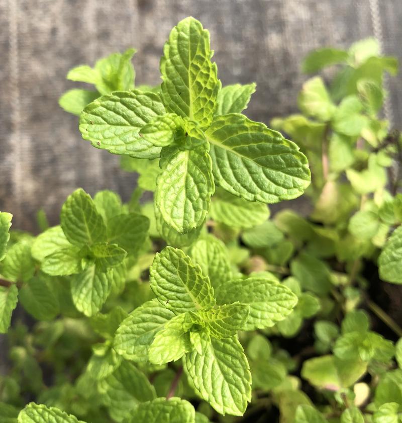 Bezpieczeństwo ziół w ciąży