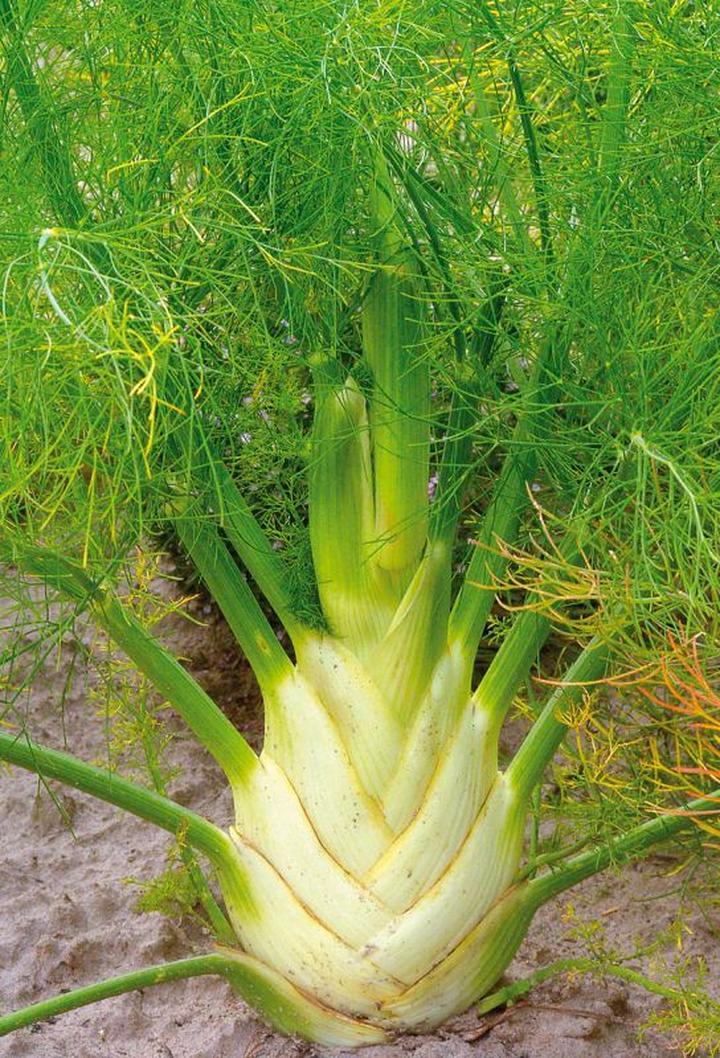 Bezpieczeństwo ziół w ciąży