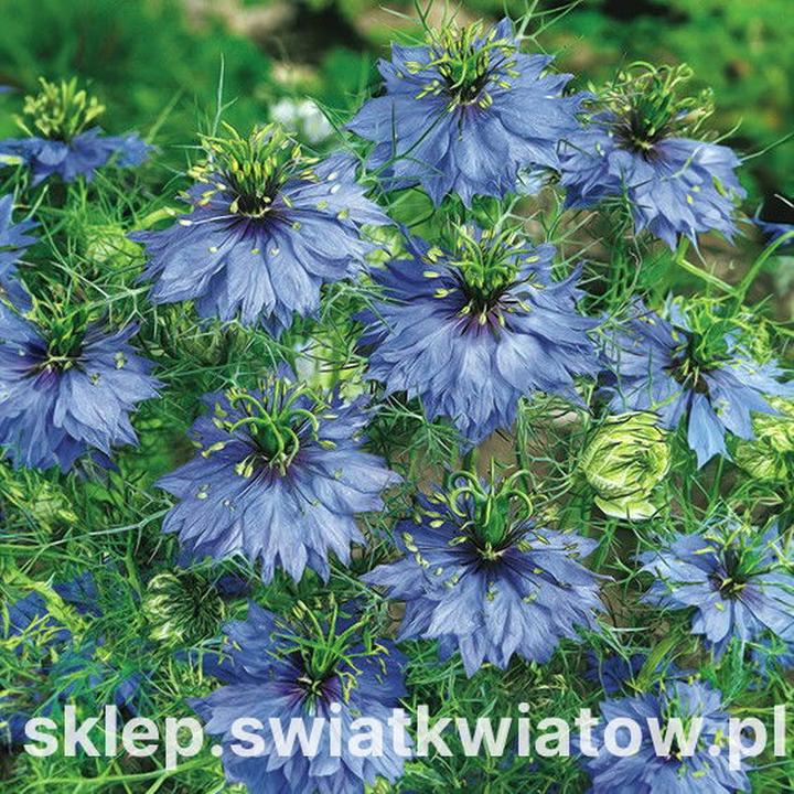 Czarnuszka w ciąży