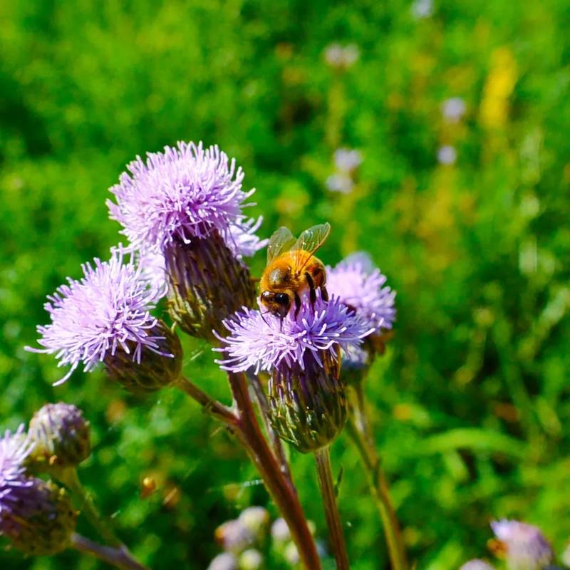 Fakty i mity o miodzie