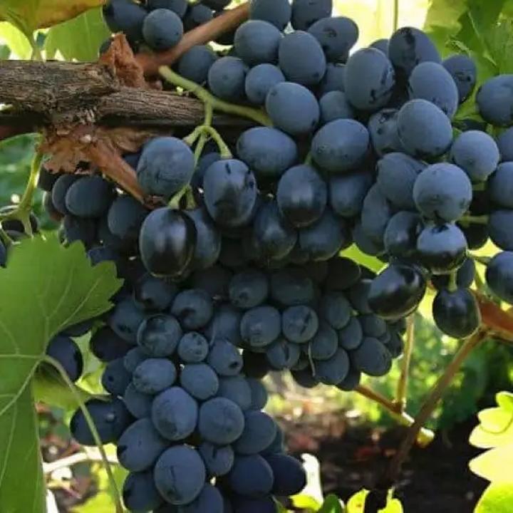 Korzyści zdrowotne winogron