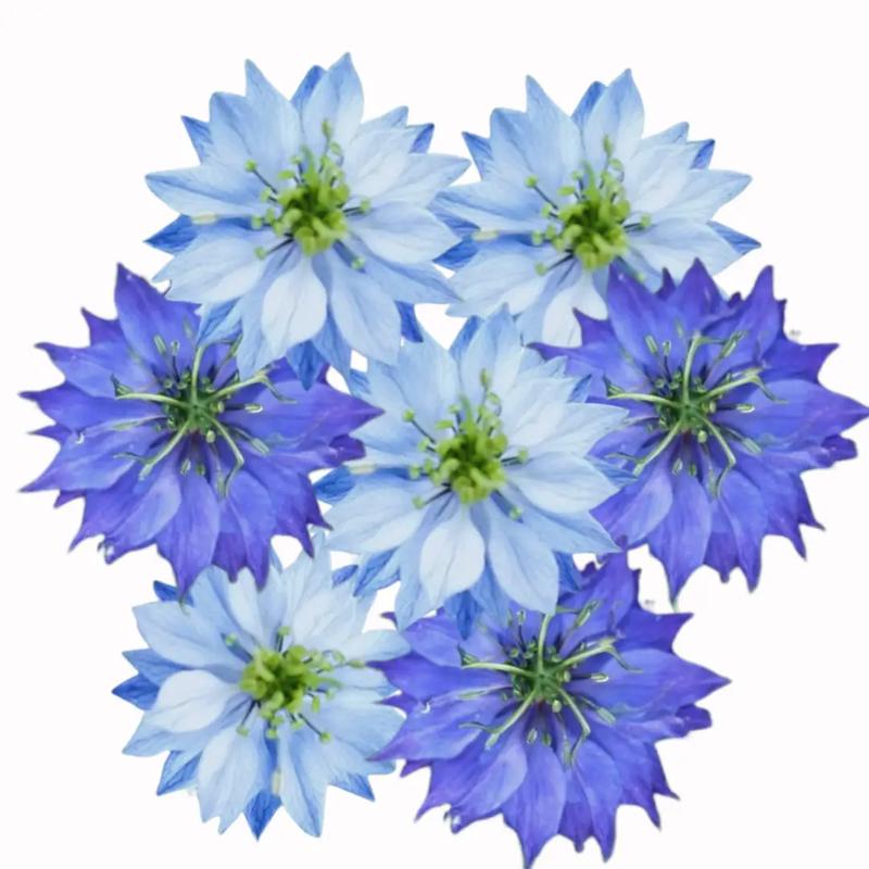 Olej z czarnuszki a ciąża