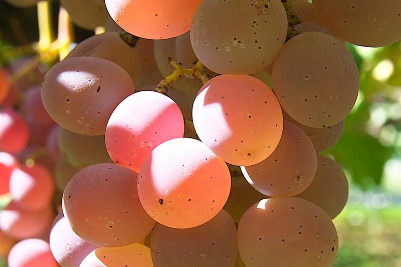 Winogrona w diecie mamy karmiącej