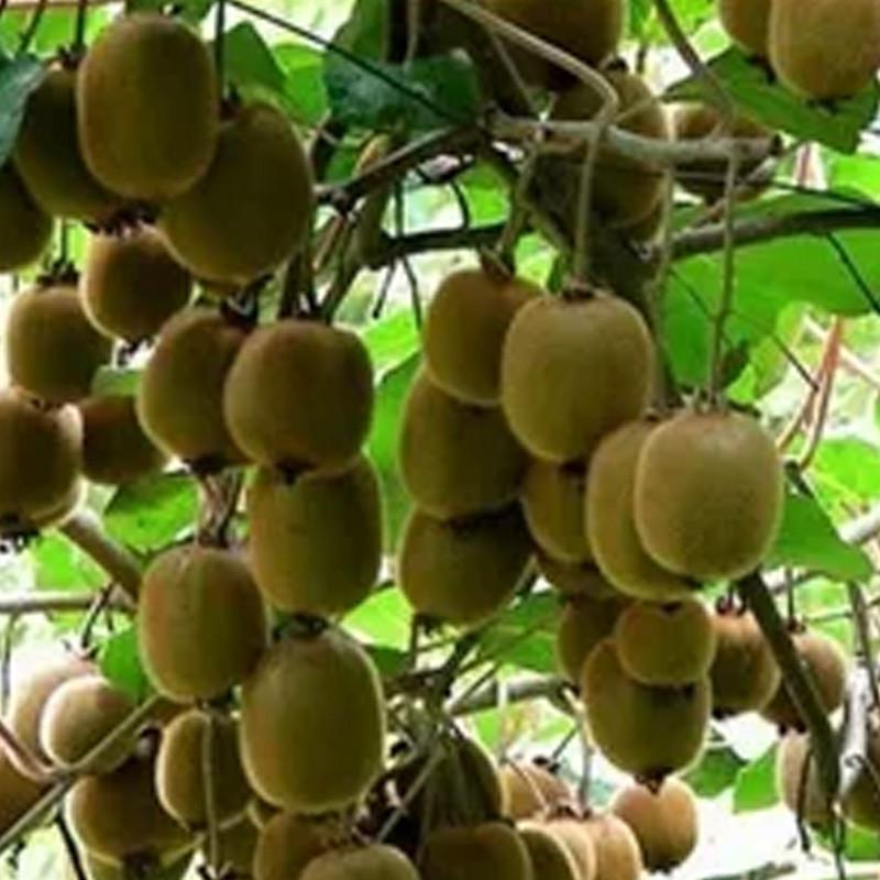 Wpływ diety mamy na mleko