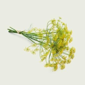 Czy koper włoski jest bezpieczny w ciąży? Herbata z koperku a zdrowie przyszłej mamy