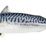 Makrela w ciąży – czy warto sięgać po wędzoną i z puszki? Sprawdzamy!